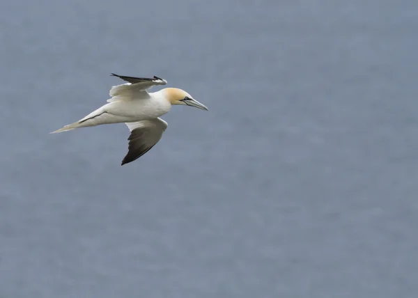 Gannet — Stock Photo, Image