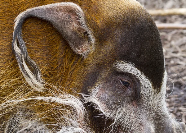 Red River Hog — Stock Photo, Image