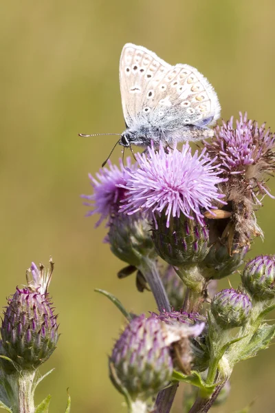 Голубая бабочка (Polyommatus icarus) — стоковое фото