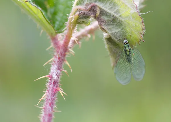 Lacewing verde (Dichochrysa ventralis ) — Fotografia de Stock