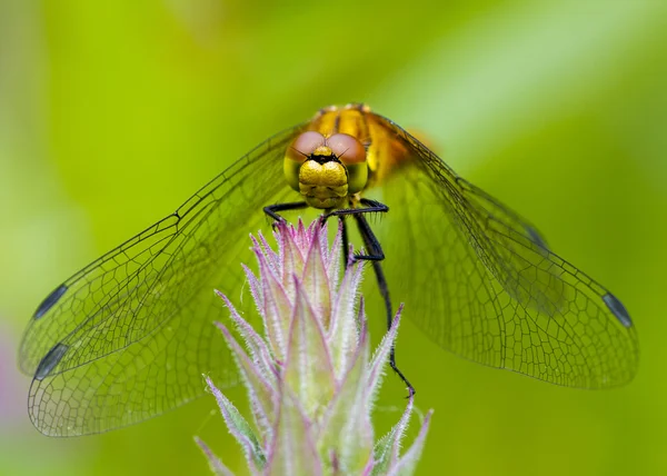 Libellula — Foto Stock