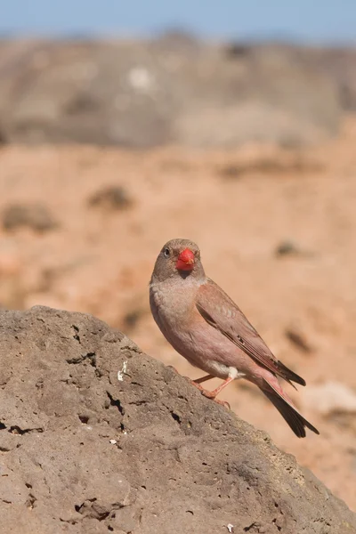 Trumpetista finch — Stock fotografie