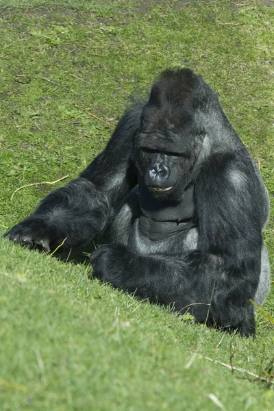 Gorilla — Stock Photo, Image