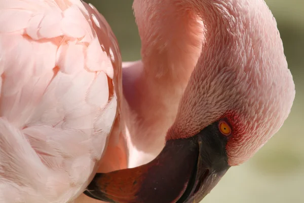 Flamingo — Stockfoto