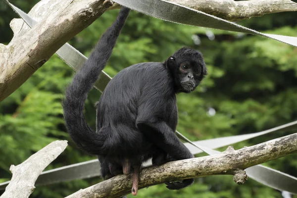 Macaco-aranha-preto (Ateles paniscus) — Fotografia de Stock