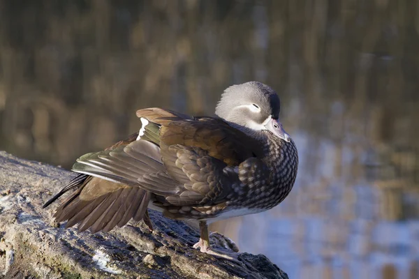 Mandarin duck — Stock Photo, Image