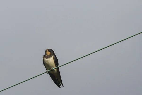 Swallow — Stock Photo, Image