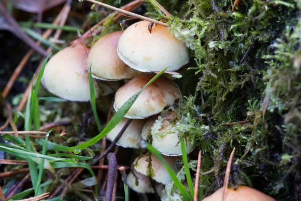 Fungus — Stock Photo, Image