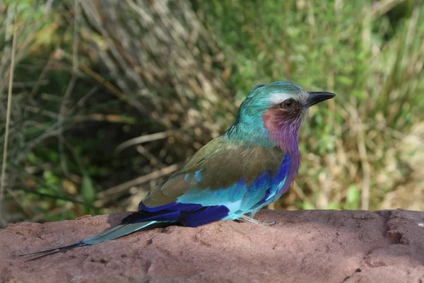 Ролик сиреневый (Coracias caudatus ) — стоковое фото