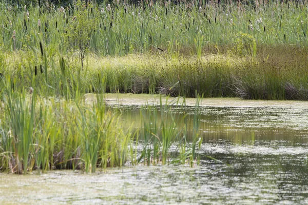 Jezioro dzikie zwierzęta — Zdjęcie stockowe