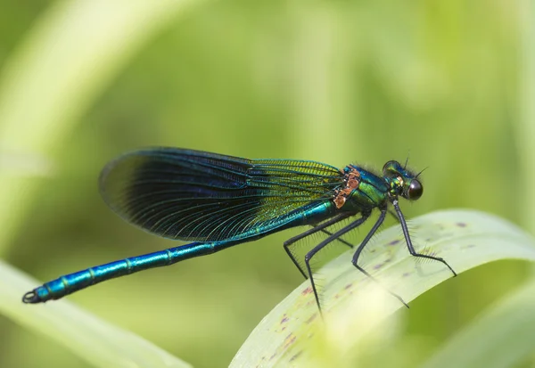 Banded demoiselle   (Calopteryx splendens) Royalty Free Stock Images