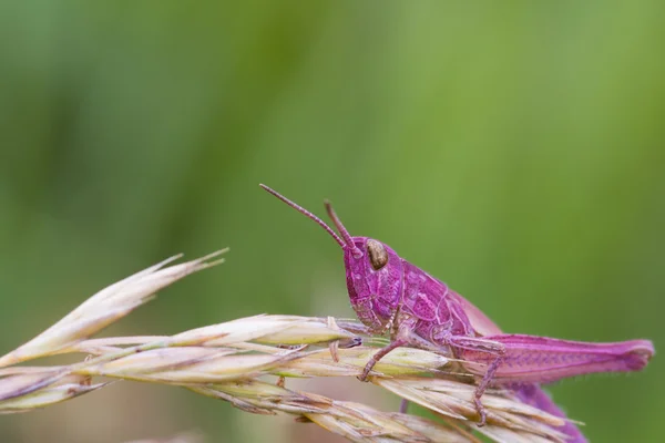 Roze sprinkhaan — Stockfoto