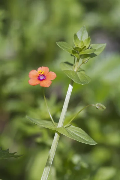 Pimpinela-escarlate (Anagallis arvensis ) — Fotografia de Stock