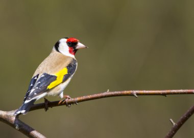 Goldfinch (Carduelis-carduelis) clipart