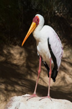 Marabou (leptoptilos crumeniferus)