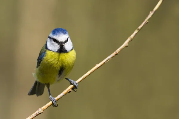 蓝山雀 (parus caeruleus) — 图库照片