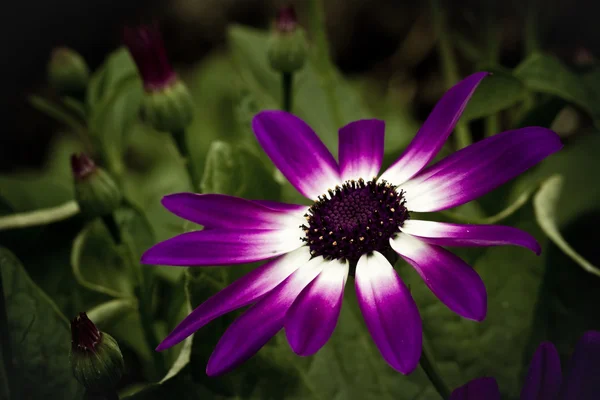 Senetti — Stock Photo, Image