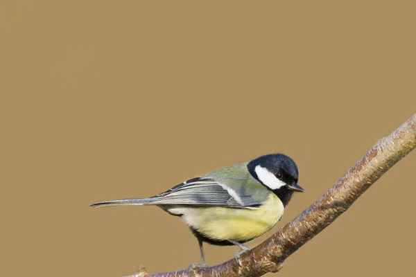 Koolmees (parus major) — Stockfoto