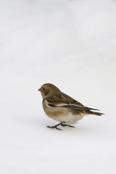 雪鹀 （极地雪 plectrophenax) — 图库照片