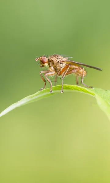 Fly on a blade of grass — Stock Photo, Image
