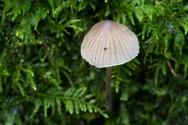 Fungo — Fotografia de Stock