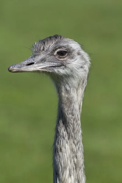 Strauß — Stockfoto