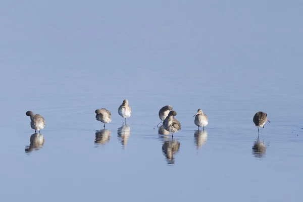 Godwit — Zdjęcie stockowe