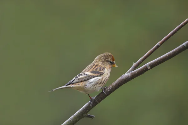 Barmsijs (carduelis flammea) — Stockfoto