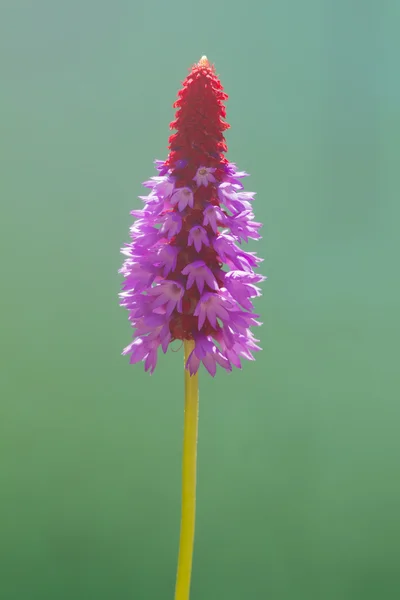 Primula vialii kwiat skok (czerwony pokerowymi Wiesiołek) — Zdjęcie stockowe
