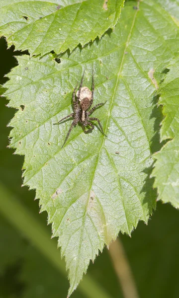 Spider (pardosa гірська) — стокове фото