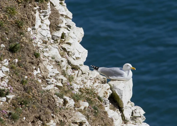 Gaviota de arenque — Foto de Stock