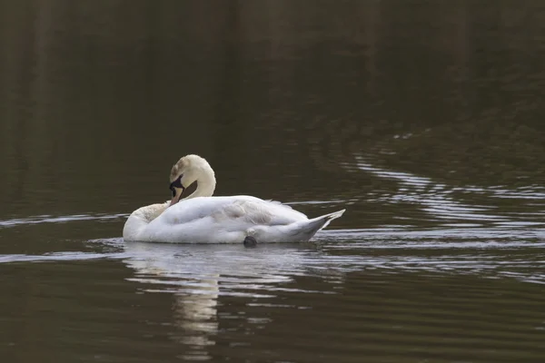 Schwan — Stockfoto