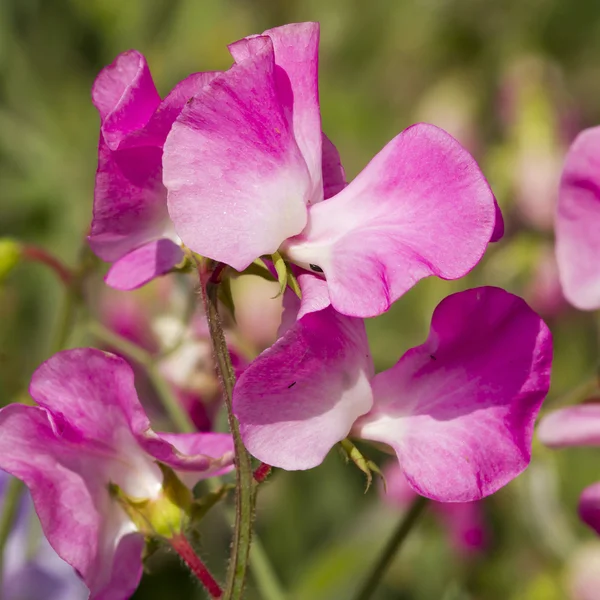 스위트 피 (Lathyrus odoratus) — 스톡 사진