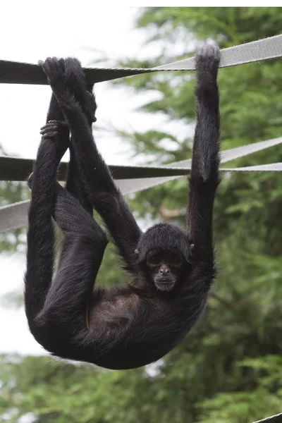 Svart spindelapa (Ateles paniscus)) — Stockfoto