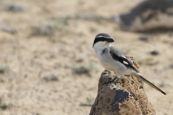 Gamberetto grigio meridionale - Lanius meridionalis — Foto Stock