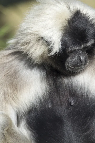 Gibbon. — Foto de Stock