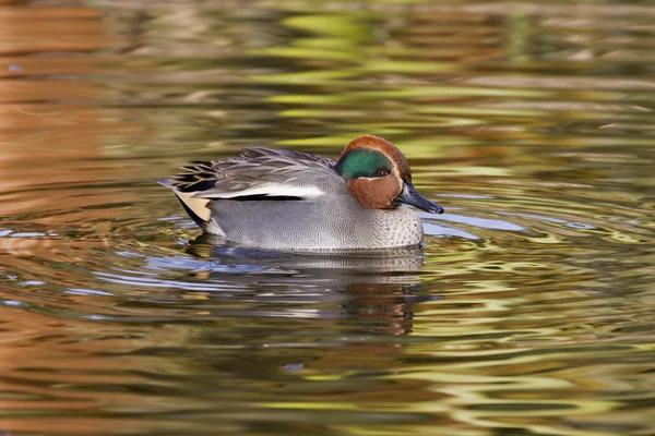 Teal eend — Stockfoto