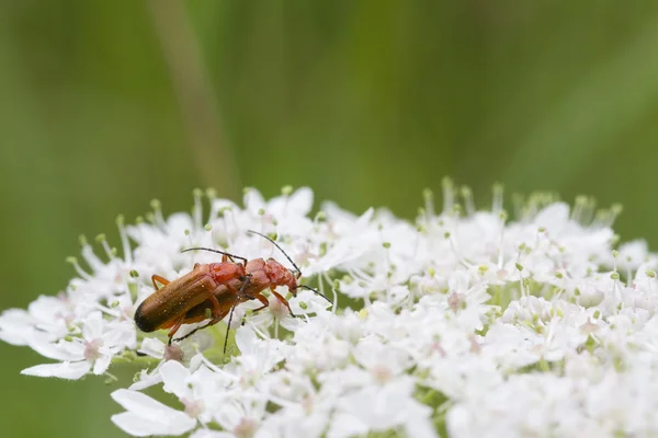 Käfer (rhagonycha fulva)) — Stockfoto