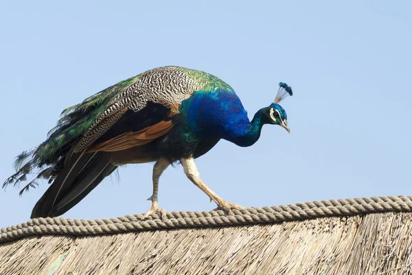 Pfau — Stockfoto