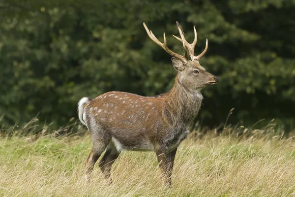 Sika Deer  (Cervus nippon) — Stock Photo, Image