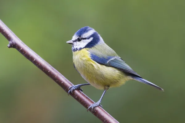 Azúcar (Parus caeruleus) ) — Foto de Stock