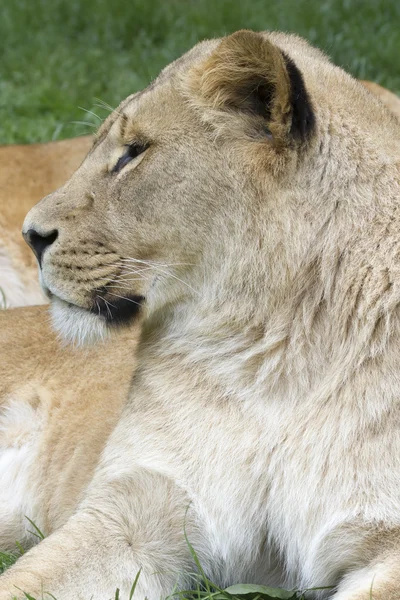 León. — Foto de Stock