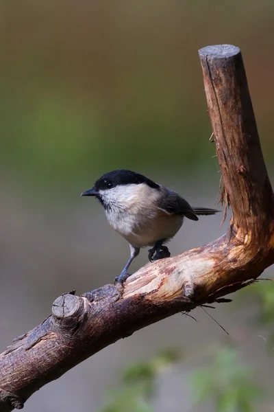 Ивовая синица (Poecile montanus ) — стоковое фото