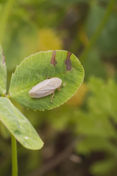 Leafhopper — Φωτογραφία Αρχείου