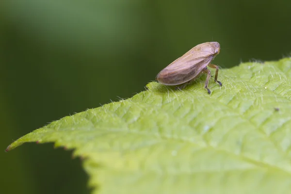 Leafhopper — Stock Photo, Image