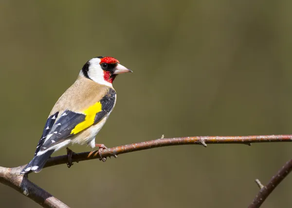 Szczygieł (carduelis carduelis) — Zdjęcie stockowe