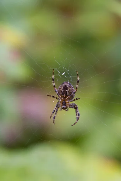 Κήπο αράχνη — Φωτογραφία Αρχείου