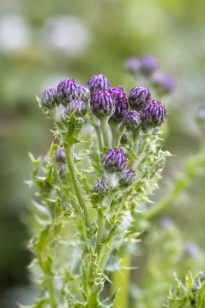 Cardo —  Fotos de Stock