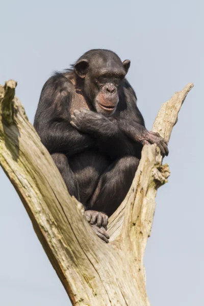 Chimpanzee — Stock Photo, Image