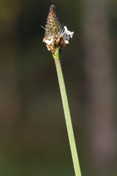 Flor de hierba —  Fotos de Stock